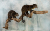 Bear Cuscus by Derek Frampton
