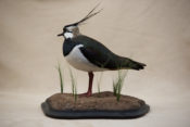 Lapwing by Mark Buhagiar