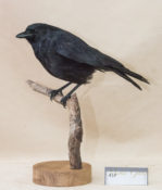 Crow by Sarah Keen