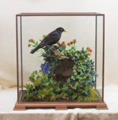 Male Blackbird by Dave Irwin