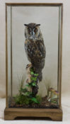 Long-eared Owl by Donal Mulcahy