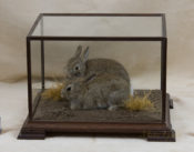 Juvenile Rabbits by David Irwin