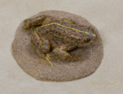 Natterjack Toad by Dave Astley