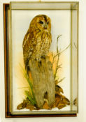 Tawny Owl by Mike Gadd