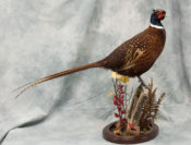 Pheasant by Donal Mulcahy