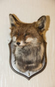 Fox by Dave Pilkington