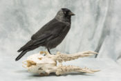 Jackdaw by Emilie Woodford