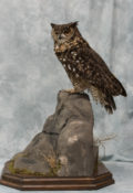 Bengal Eagle Owl by Jed Balmer