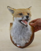 Fox Mask by Peter Scott