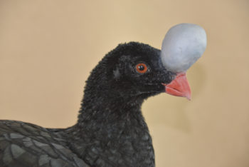 Northern Helmeted Curassow by Colin Scott 2014