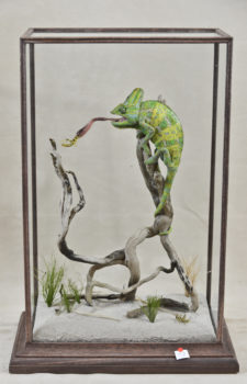 Veiled Chameleon by Colin Scott