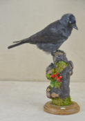 Jackdaw by Emilie Verity