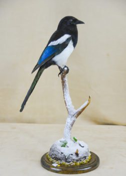 Magpie by Donal Mulcahy