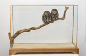 Little Owls by Mike Gadd