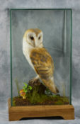 Barn Owl by Donal Mulcahy
