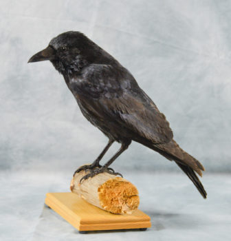 Carrion Crow by Emilie Verity