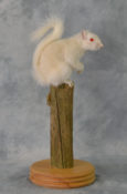 Albino Grey Squirrel by Dave Hornbrook