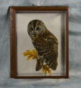 Tawny Owl by Lee Hanson