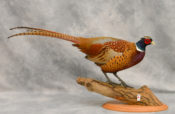 Pheasant by David Irwin
