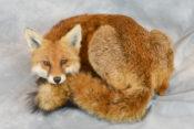 Fox by Jackie Waddell