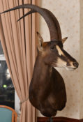 Sable Antelope by Gary Tatterton