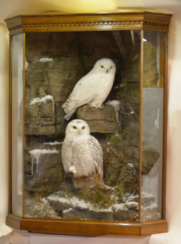 Snowy Owls by Mike Gadd