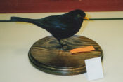 Blackbird by Jack Fishwick 1994