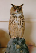 European Eagle Owl by Phil Leggett 1989