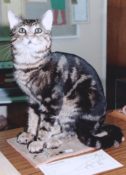 Cat 1996