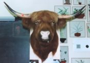 Highland Cow Head by Phil Leggett 1996