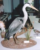 Heron 1996
