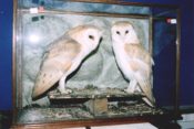 Barn Owls by Peter Scott 1998