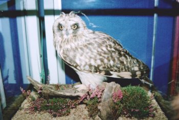 Short-eared Owl by Dave Hornbrook 1998