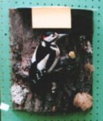 Great Spotted Woodpecker by Jack Fishwick 1999