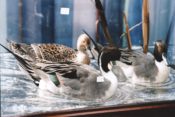 Pintail Ducks by Carl Church 1999