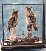 Long-eared Owls 1999
