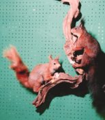 Red Squirrels 1999
