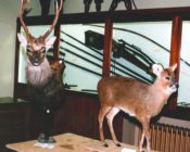 Sika Head and Muntjac 1999