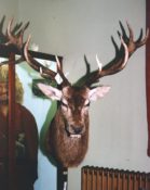 Red Deer Head 1999