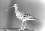 Curlew by James Dickinson 1994