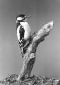 Great Spotted Woodpecker by Will Hales 1994