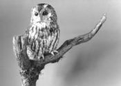 Tawny Owl by Helen Sharp 1994
