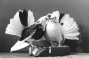 Fantail Doves 1994