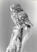 Little Owl 1994