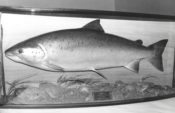Salmon 1994