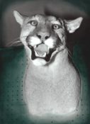 Puma Head by James Dickinson 1994