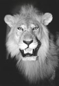 Lion Head by Stuart Jefferies 1994