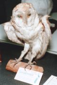 Barn Owl by Dave Astley 1996