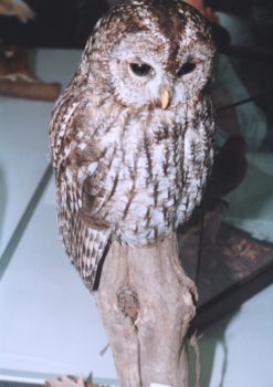 Tawny Owl by Brynja Davidsdottir 1996