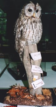Tawny Owl by Brynja Davidsdottir 1996